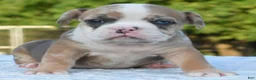 Mixed Breed dogs for sale: Willow mini bulldog hybrid  - Ad 2