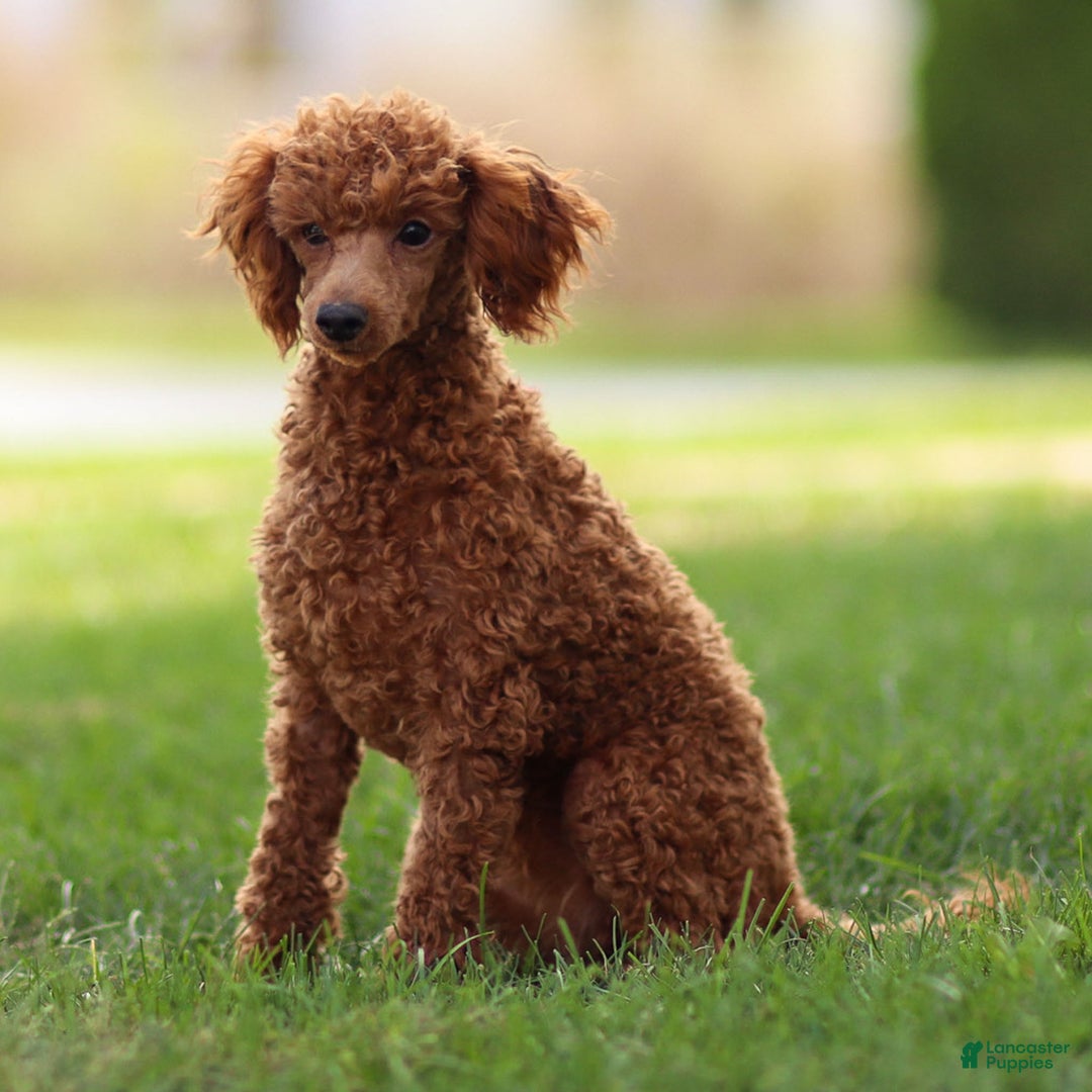 Toy Poodle dogs for sale: Maple Rose - Ad 4