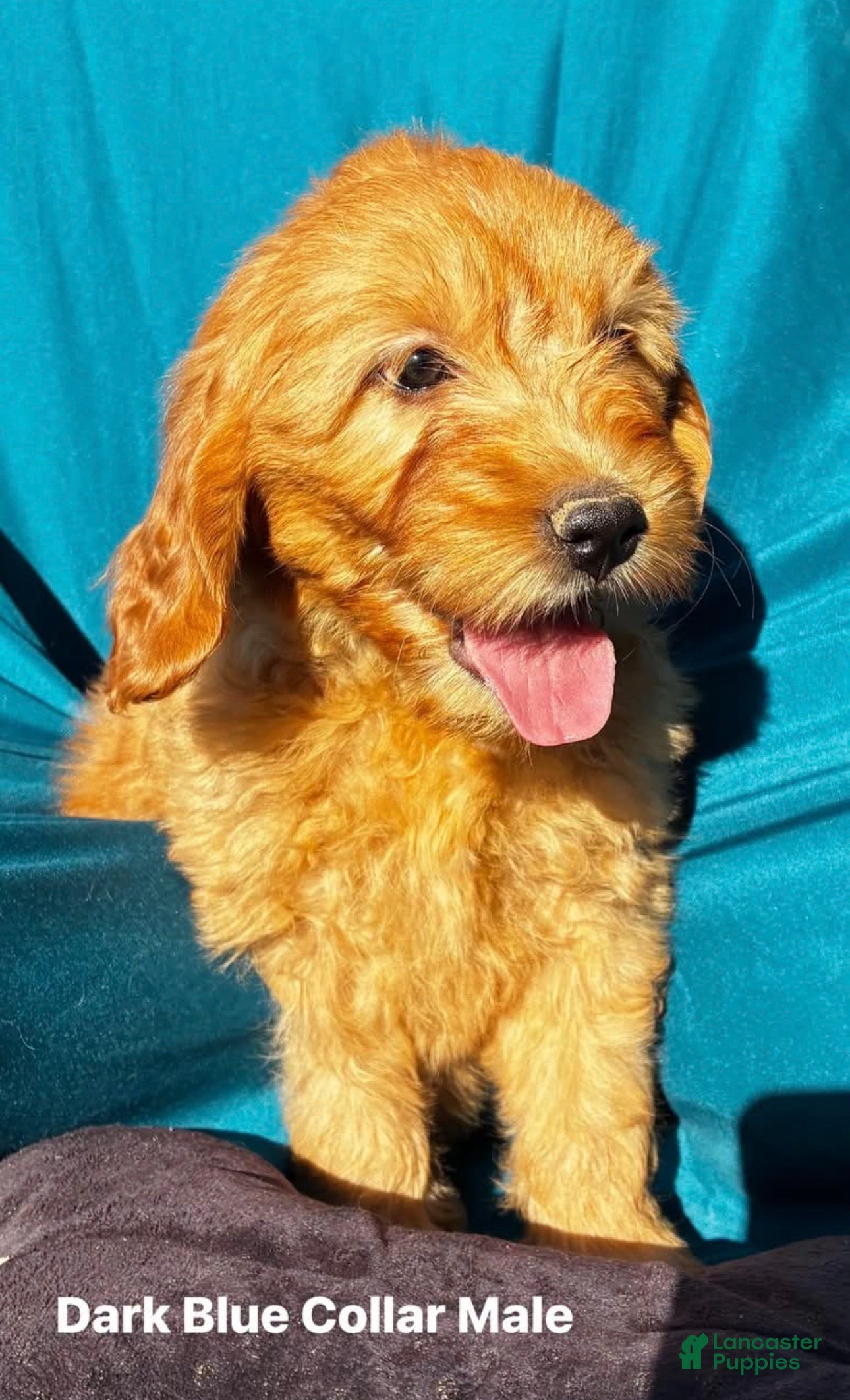 Goldendoodle dogs for sale: Goldendoodle 2 - Ad 42
