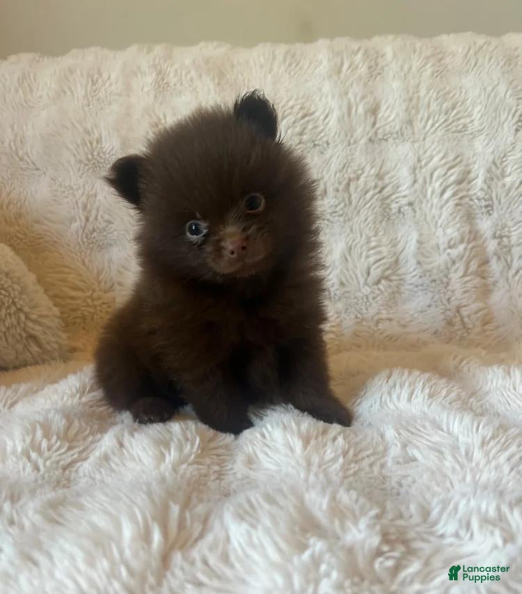Pomeranian dogs Stacy  - Ad 12
