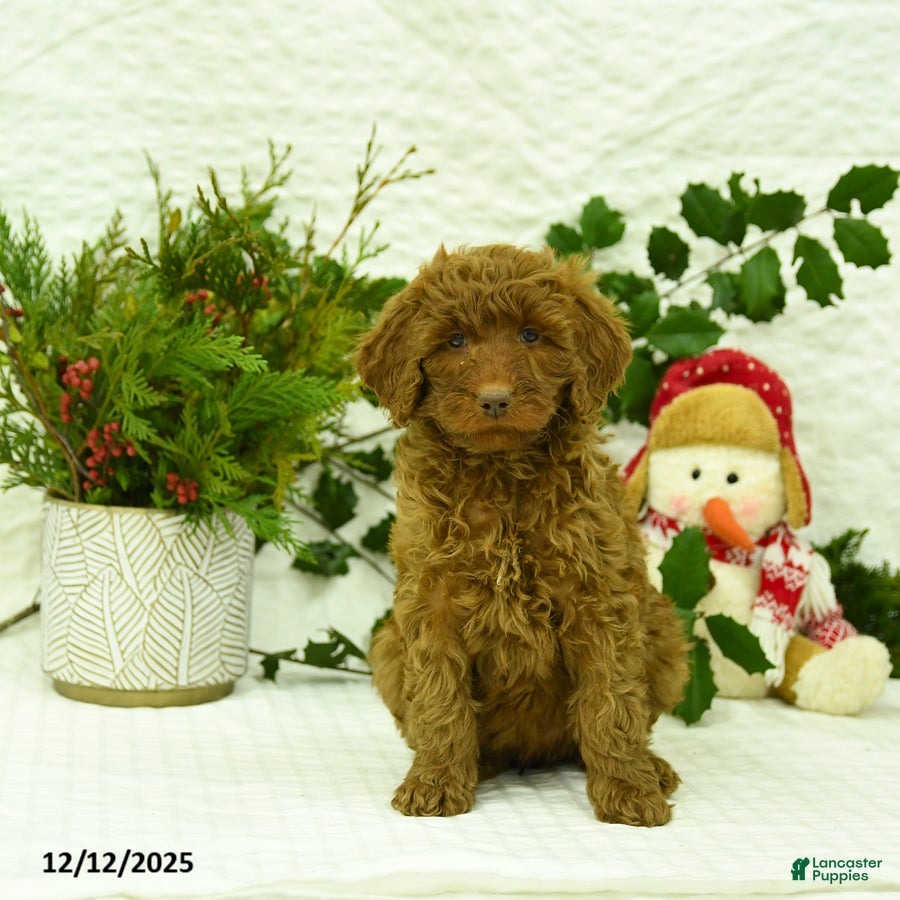 Goldendoodle dogs Kerrie - Ad 15