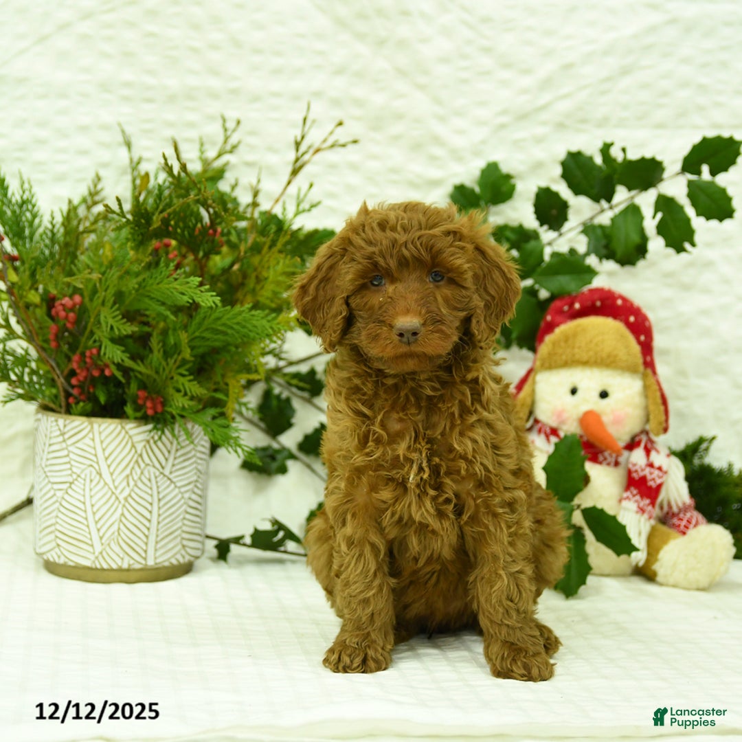 Goldendoodle dogs for sale: Kerrie - Ad 1