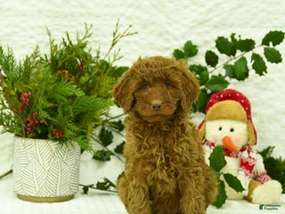 Goldendoodle dogs Kerrie - Ad 18