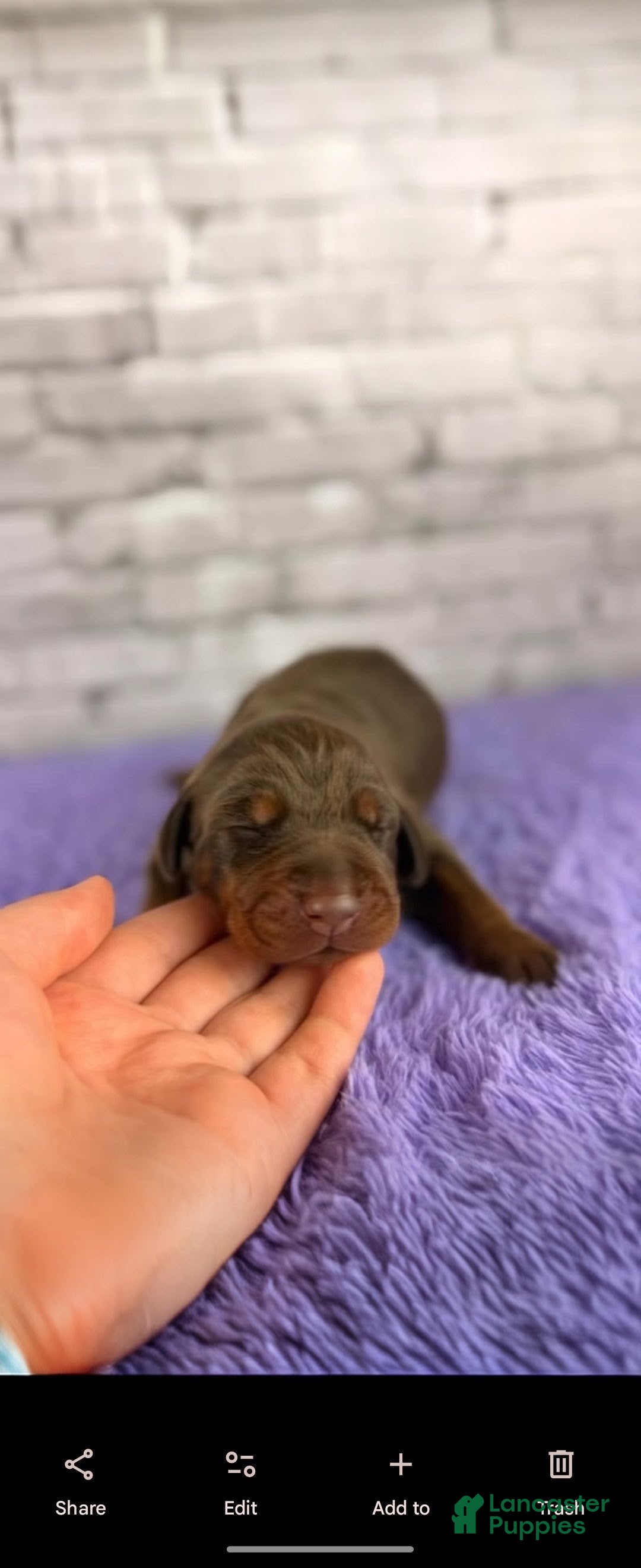 Doberman Pinscher dogs Phantom's Bayou Barbie "Angel Reese""European - Ad 35