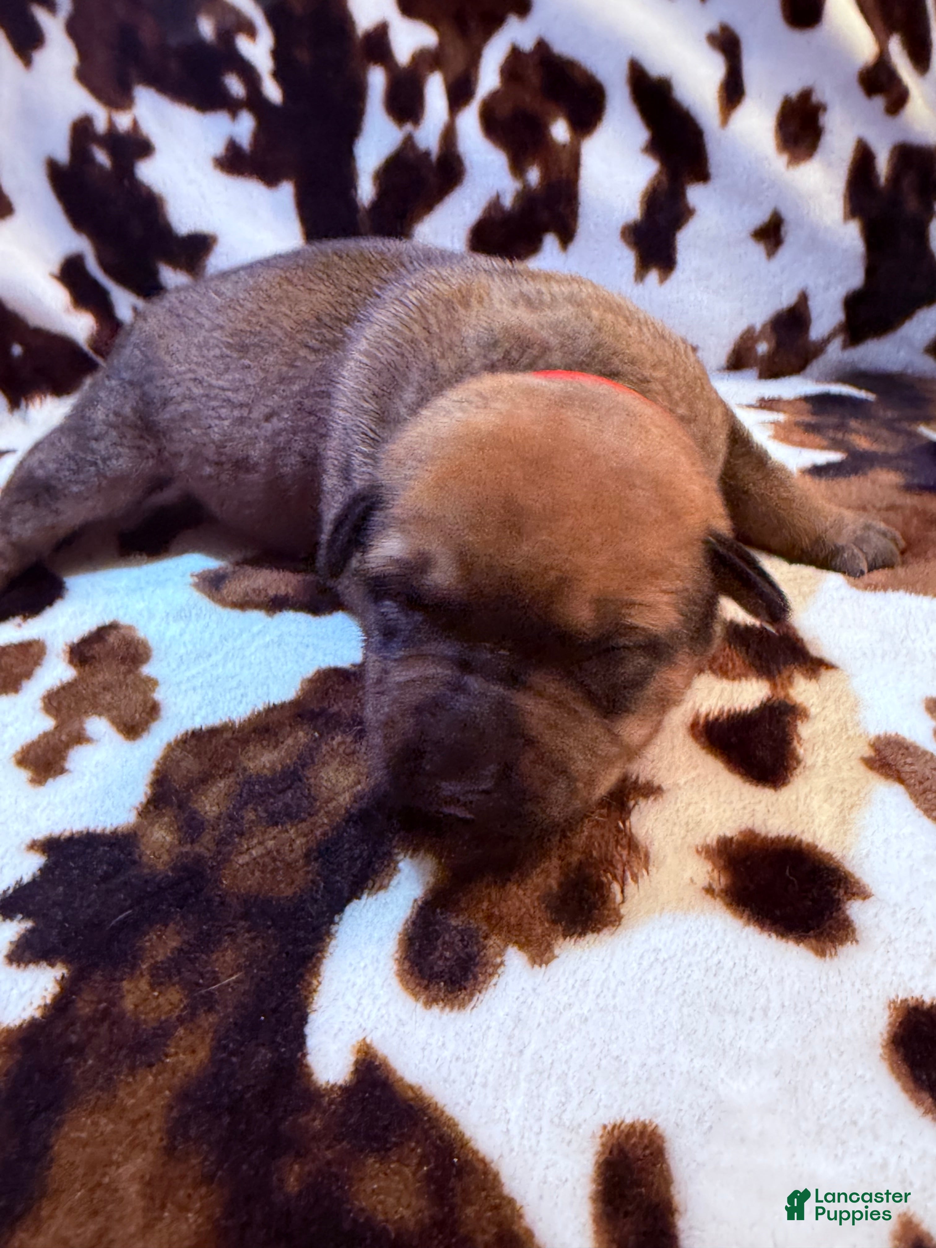 Mixed Breed dogs Oak - Ad 34