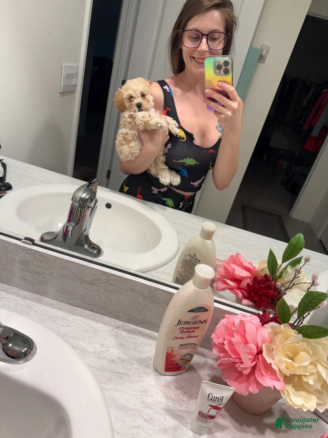 Toy Poodle dogs for sale: Toy Poodle 2 - Ad 2