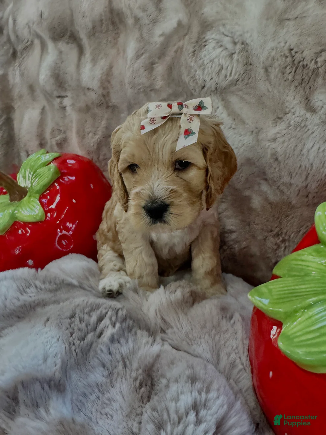 Cockapoo dogs for sale: Cockapoo Puppy 7 - Ad 2