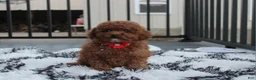 Toy Poodle dogs for sale: Theo - Ad 3