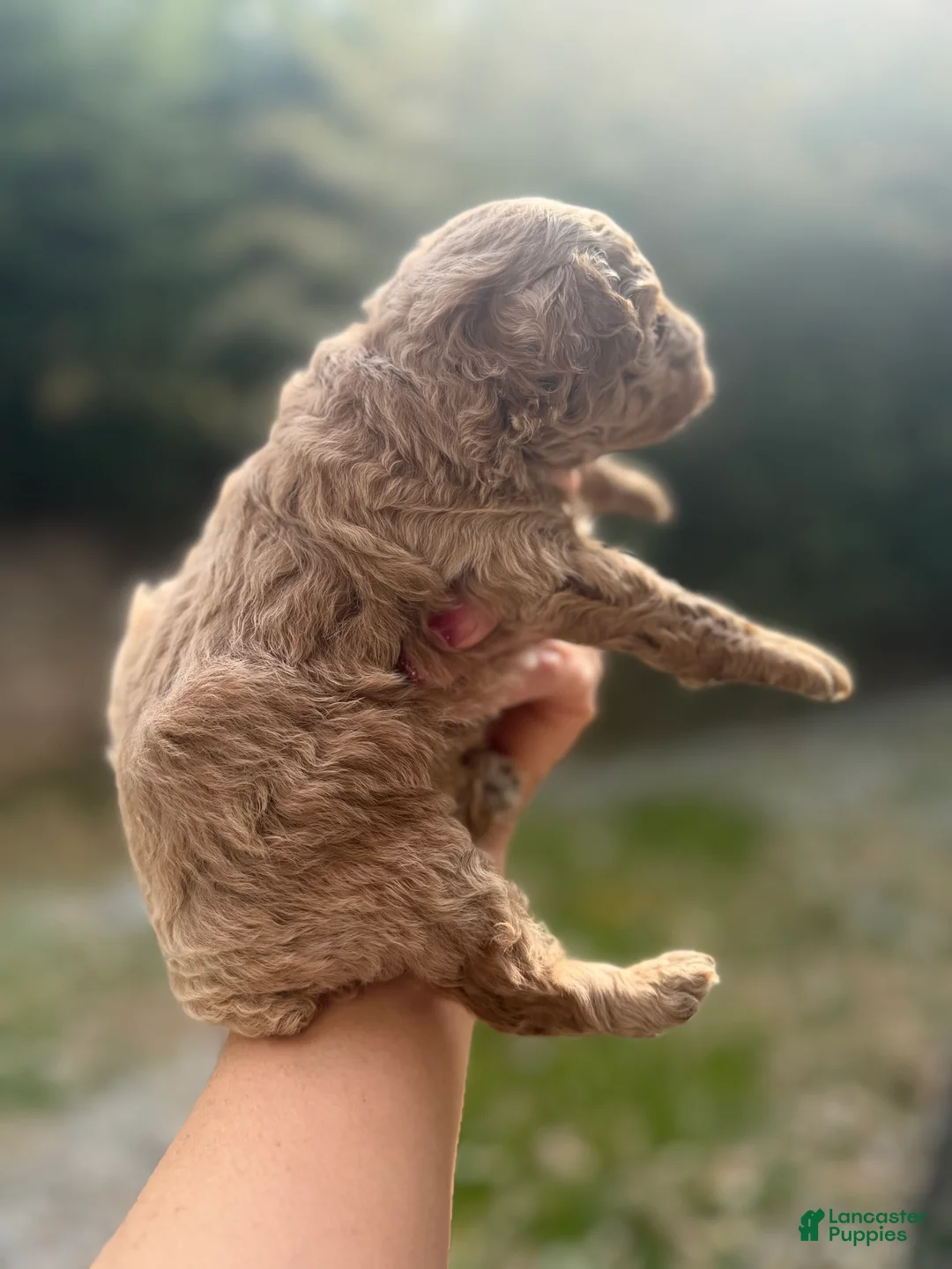 Toy Poodle dogs for sale: Jason  - Ad 2