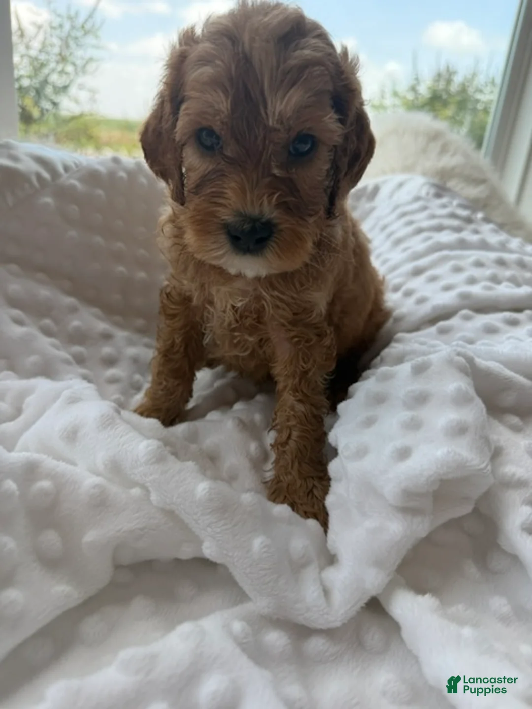 Mini Goldendoodle dogs for sale: Denver - Ad 2