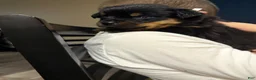 Rottweiler dogs for sale: Rottweiler Puppy 10 - Ad 3