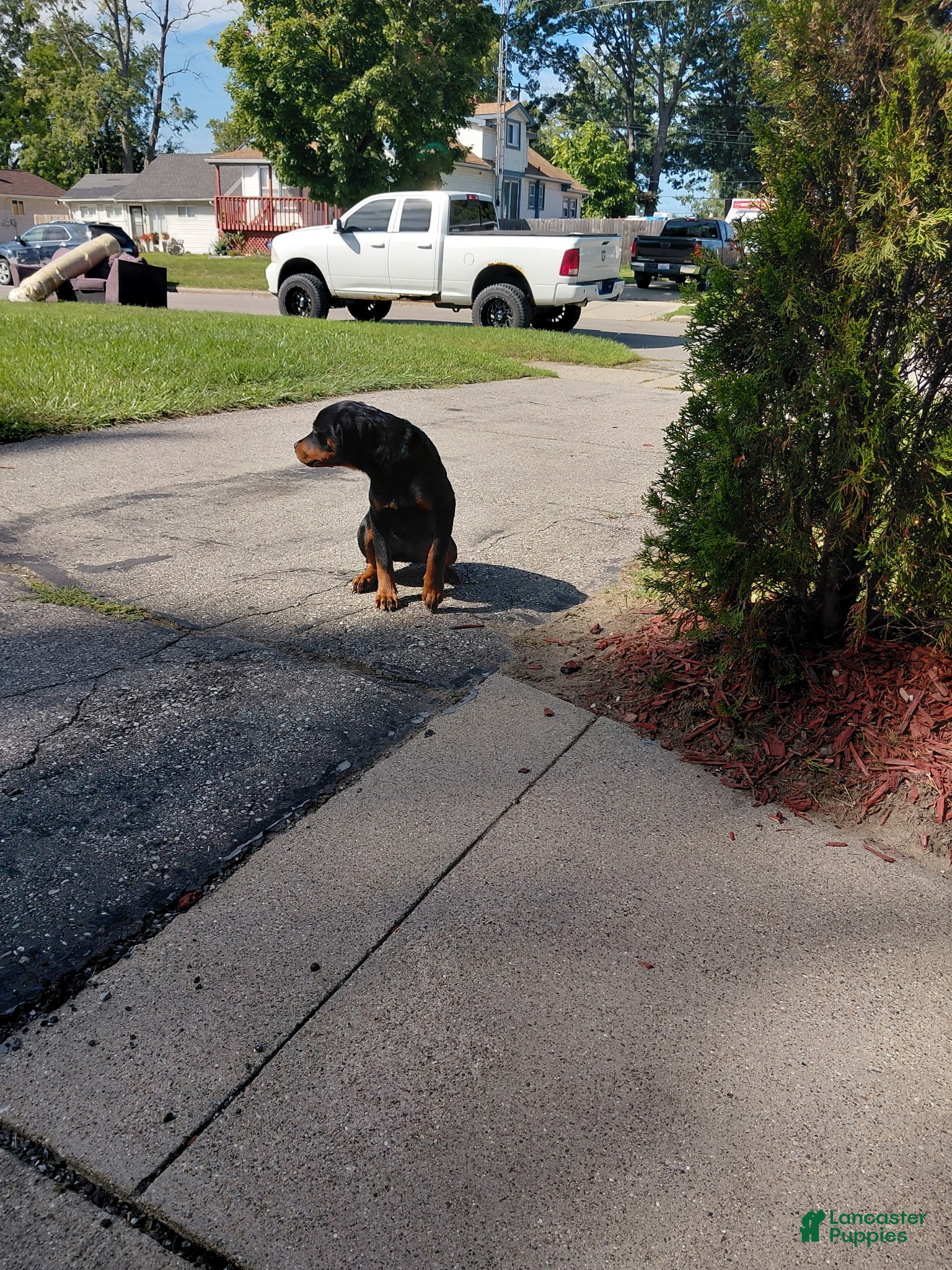 Rottweiler dogs Minnie - Ad 2