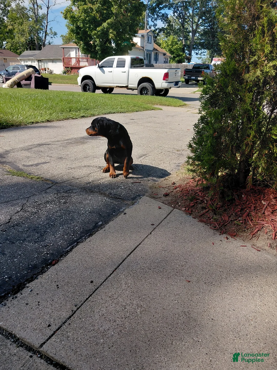 Rottweiler dogs for sale: Mina - Ad 2