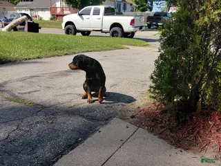 Rottweiler dogs Missy - Ad 2