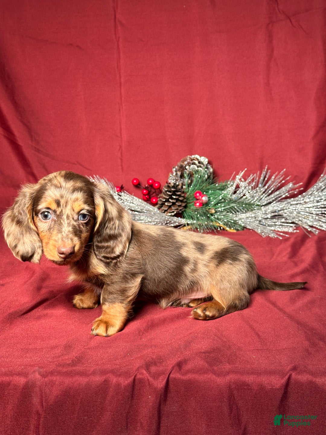 Miniature Dachshund dogs for sale: Hunter - Ad 3