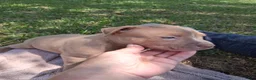 American Bully dogs for sale: American Bully 3 - Ad 2