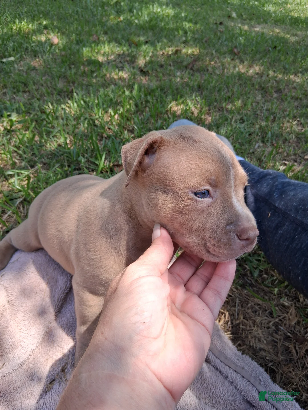 American Bully dogs for sale: American Bully 3 - Ad 2