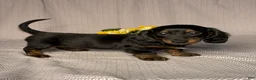Dachshund dogs for sale: Kara - Ad 3