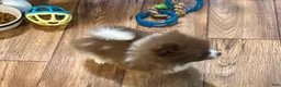 Pomeranian dogs for sale: Pomeranian 1 - Ad 4