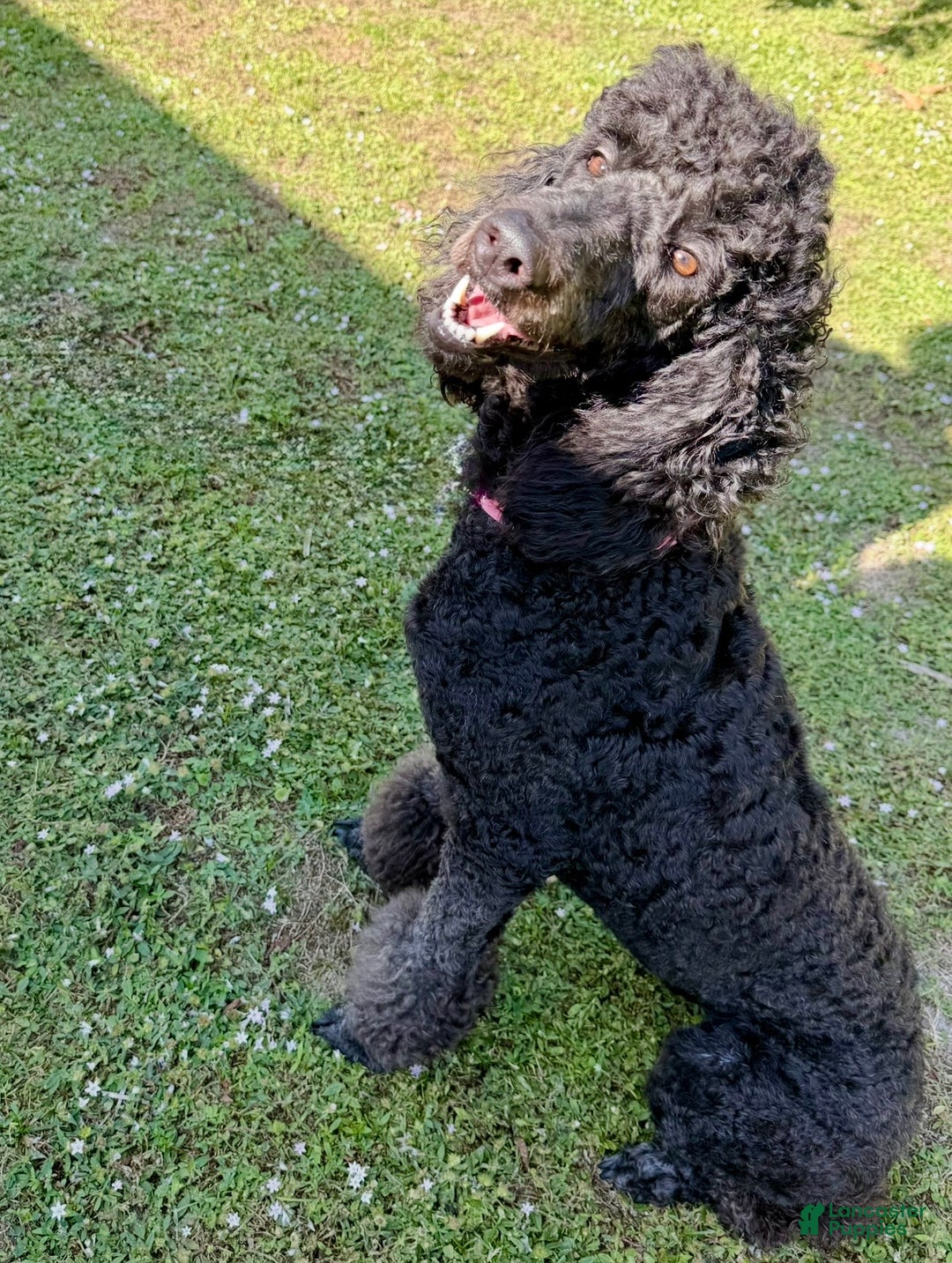 Standard Poodle dogs for sale: Princess - Ad 10