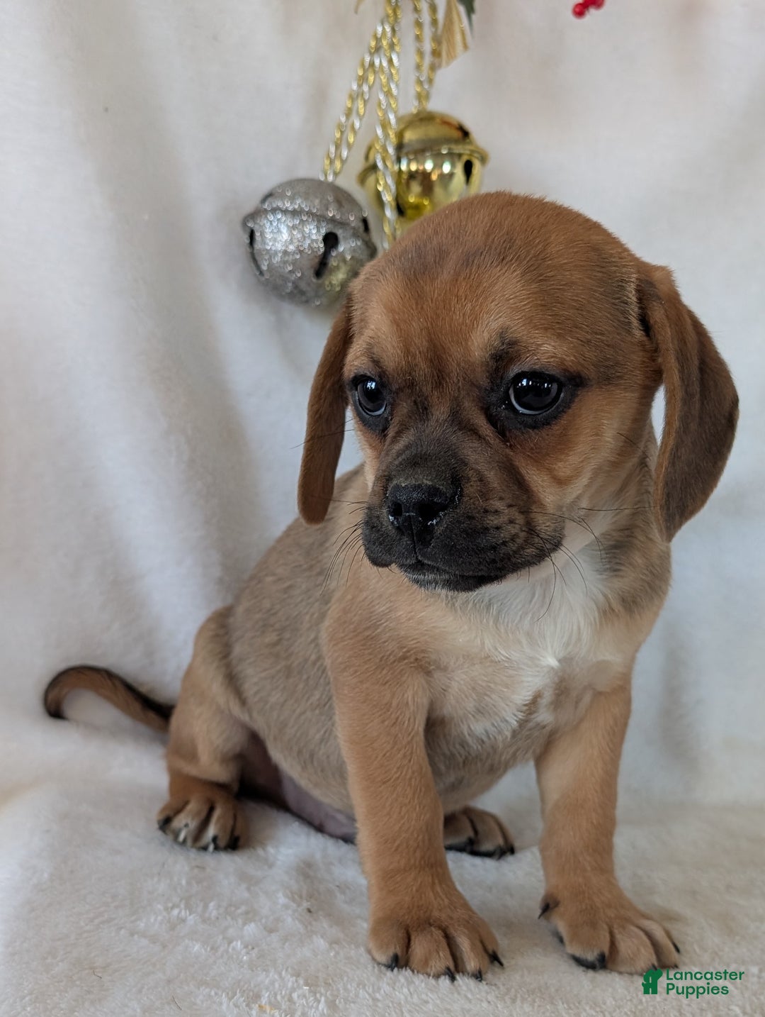 Puggle dogs for sale: Chance  - Ad 2