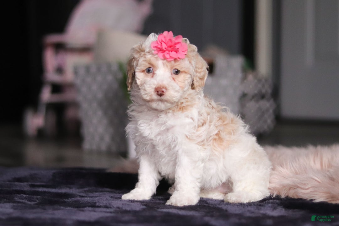 Miniature Poodle dogs for sale: Chloe - Ad 5