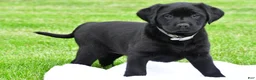 Labrador Retriever dogs for sale: Daisy - Ad 9