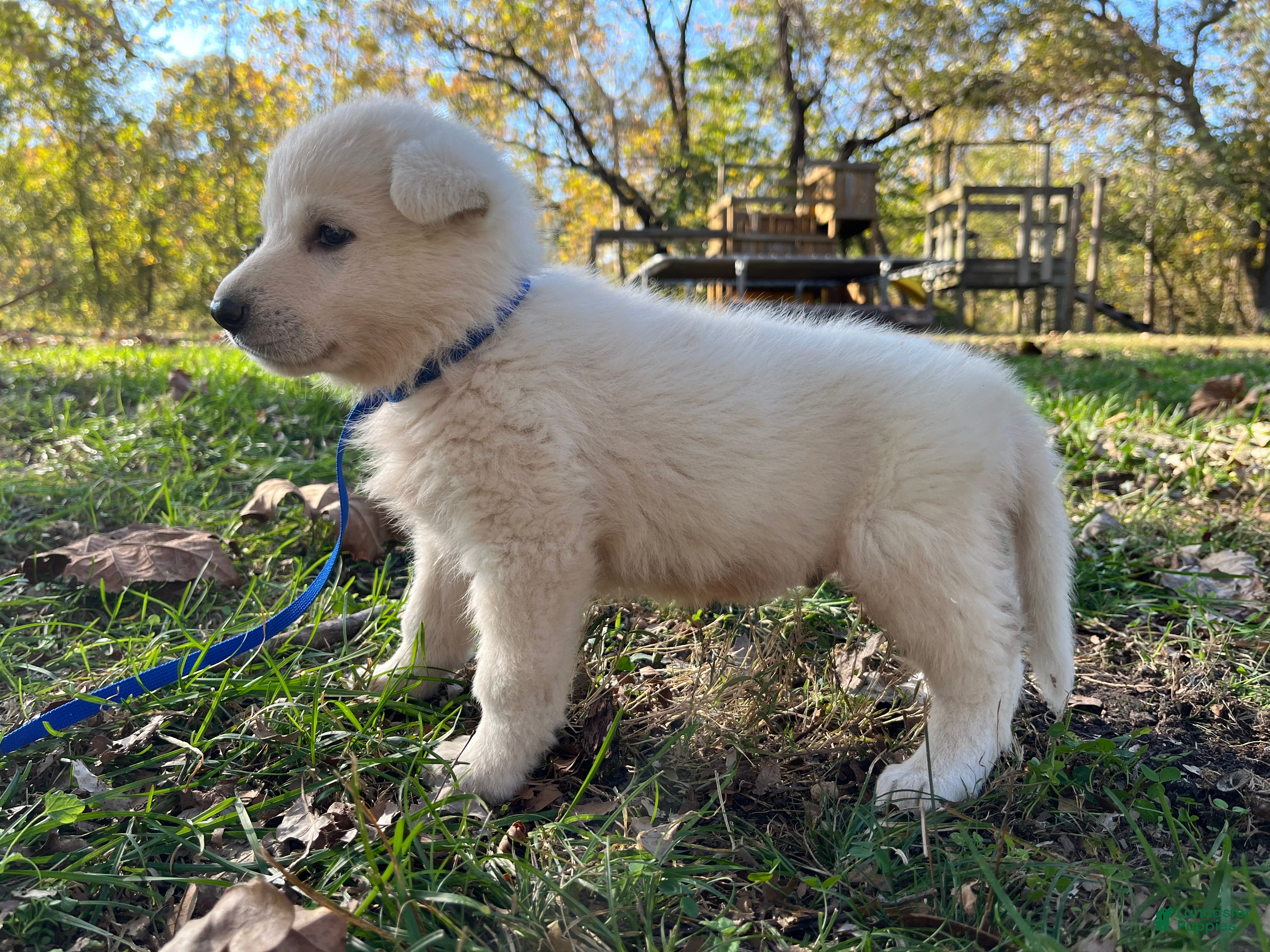 German Shepherd dogs for sale: Chip - Ad 37