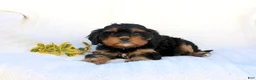 Cavapoo dogs for sale: Lexi - Ad 7