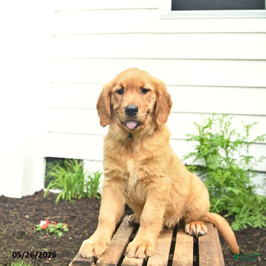 Golden Retriever dogs Cali  - Ad 1