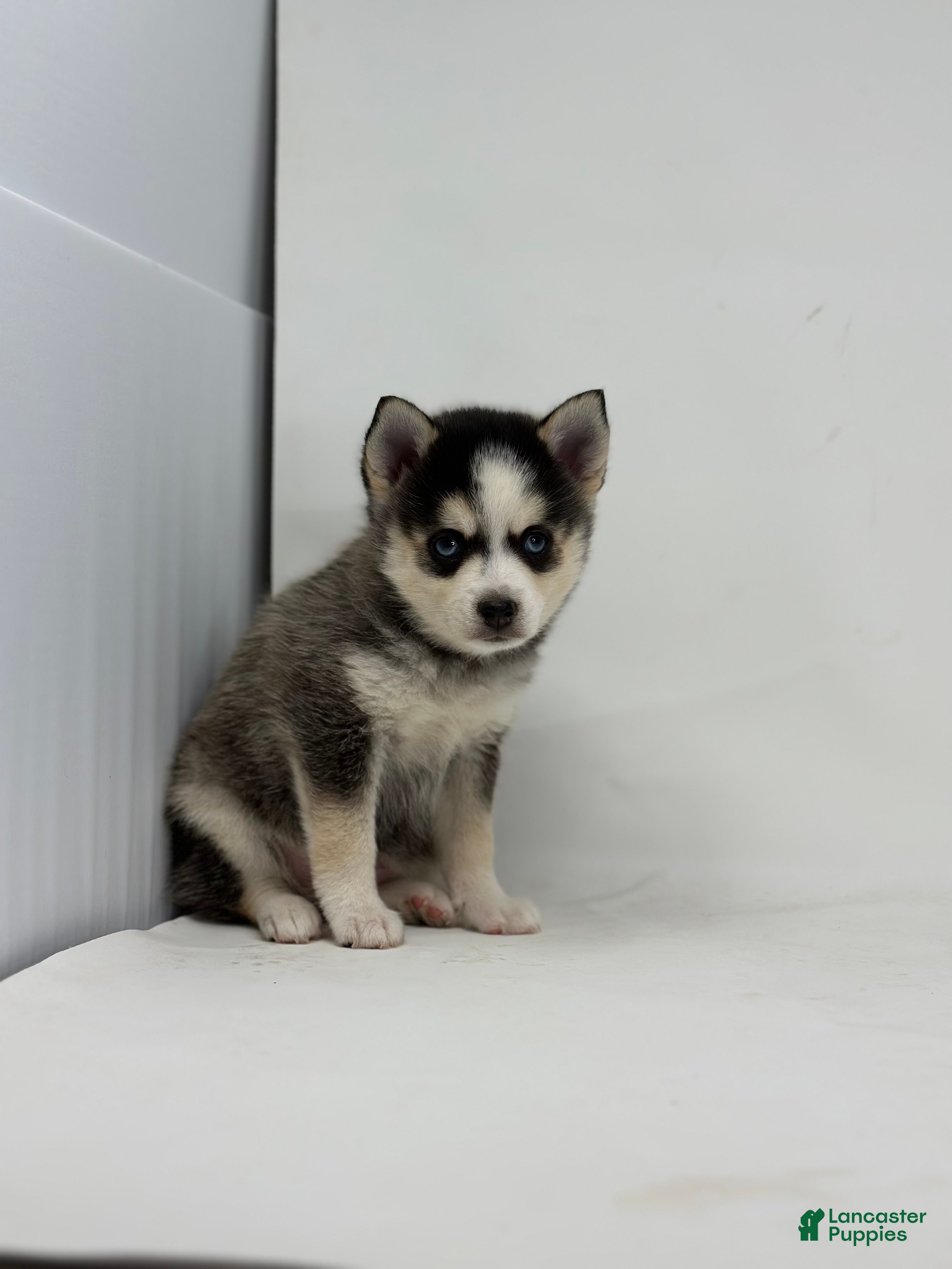 Pomsky dogs Brian - Ad 3