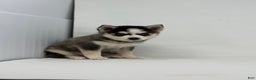 Pomsky dogs for sale: Brian - Ad 3