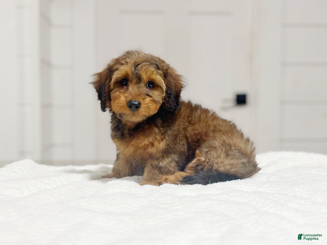 Miniature Dachshund dogs for sale: Marlo - Ad 4