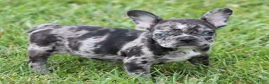 CANDY BLUE MERLE