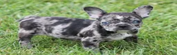 French Bulldog dogs for sale: CANDY BLUE MERLE - Ad 1
