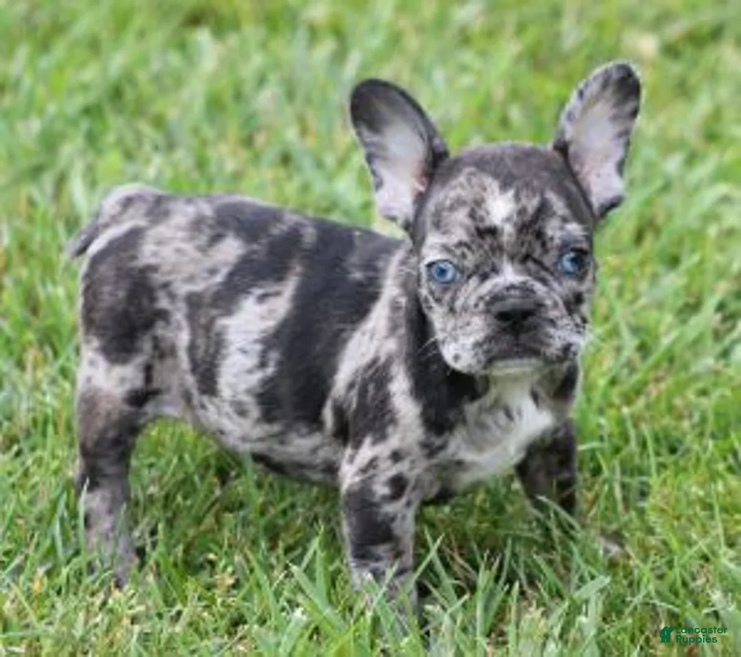 French Bulldog dogs for sale: CANDY BLUE MERLE - Ad 1