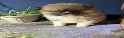 Pomeranian dogs for sale: Colton - Ad 16