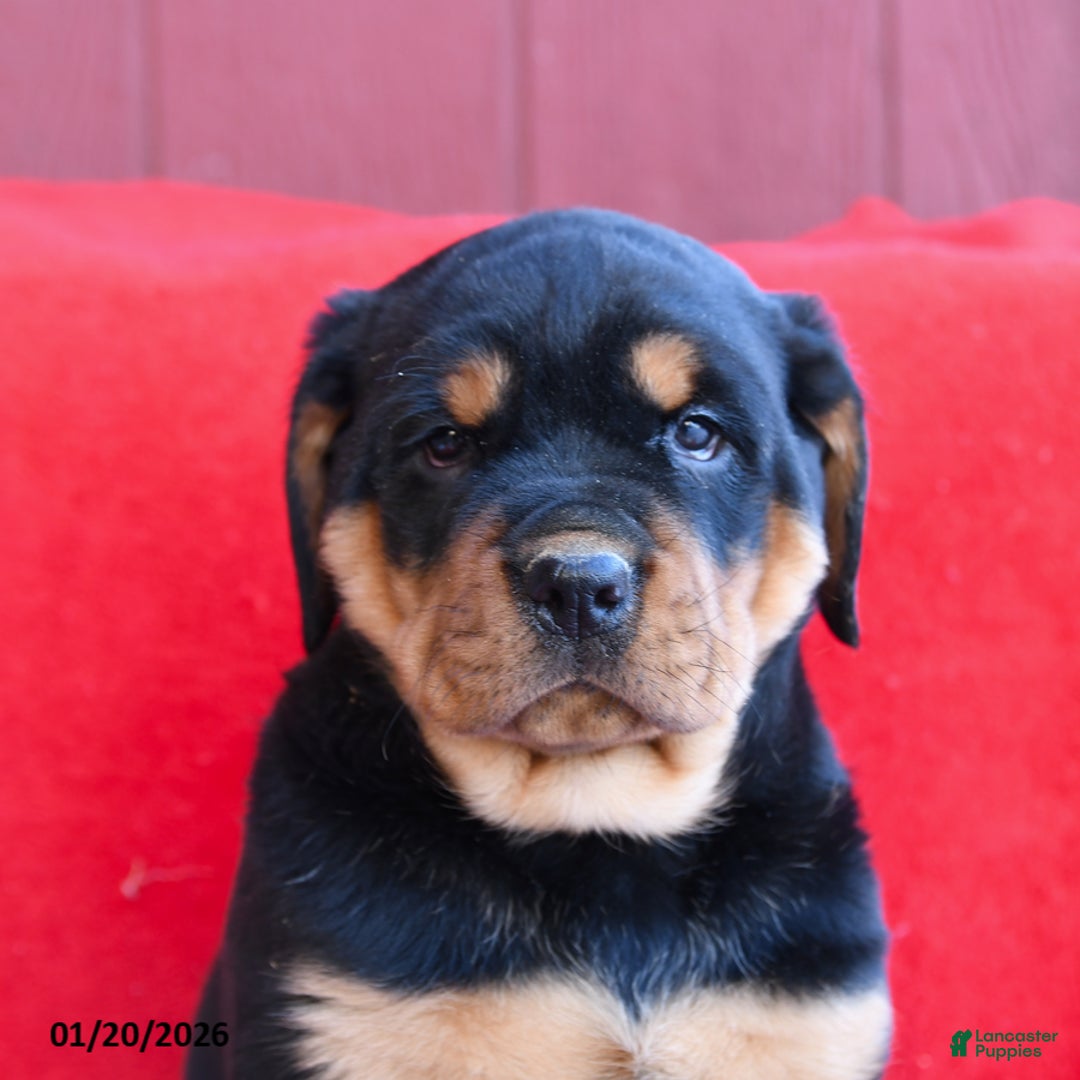 Rottweiler dogs for sale: Rocky - Ad 3