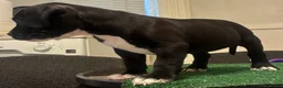American Bully dogs for sale: American Bully 2 - Ad 3