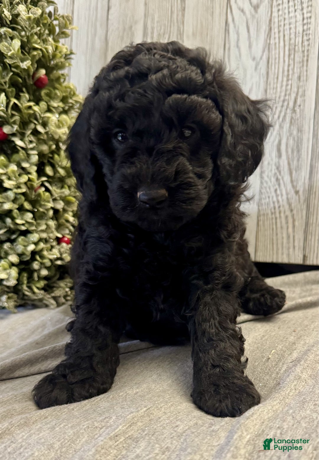 Mixed Breed dogs for sale: Ducky - Ad 3