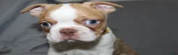 Boston Terrier dogs for sale: Dusty - Ad 4