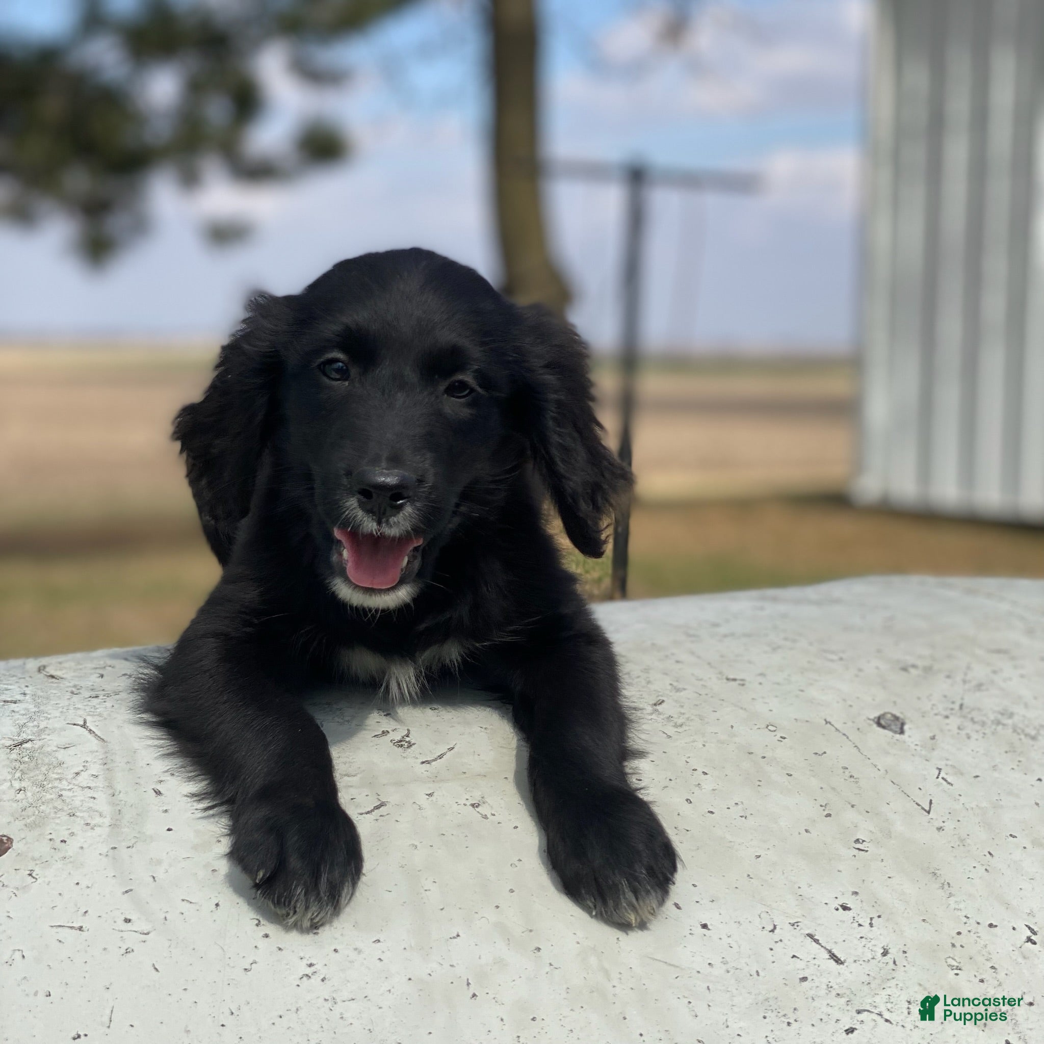 Mixed Breed dogs Bella - Ad 18