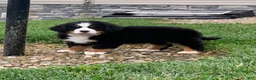 Bernese Mountain Dog dogs for sale: Willow  - Ad 8