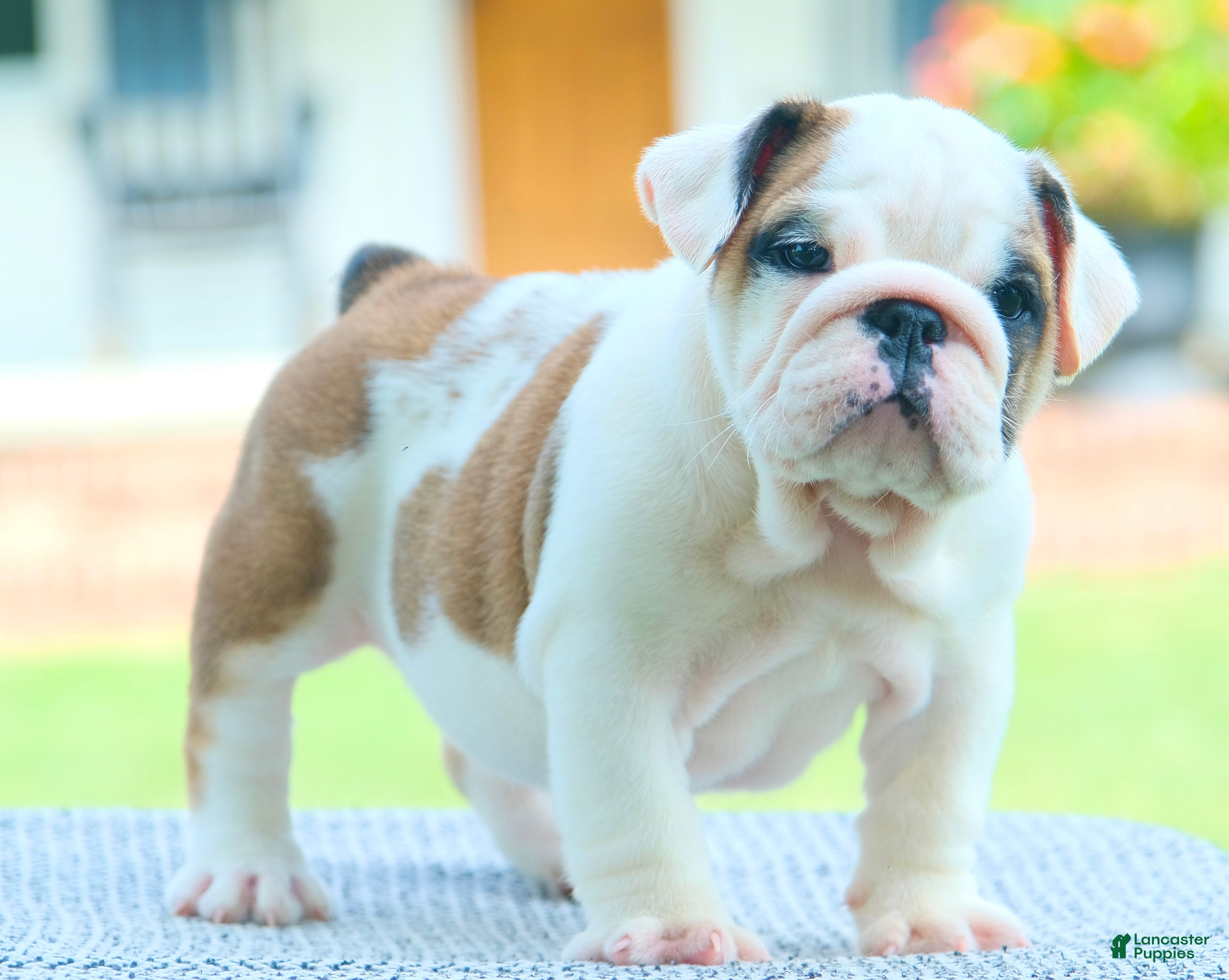 English Bulldog dogs Lily - Ad 2