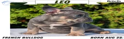 French Bulldog dogs for sale: Leo - Ad 1