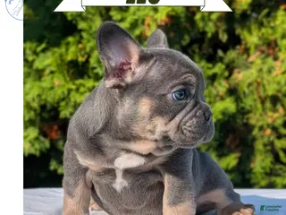 French Bulldog dogs Leo - Ad 1