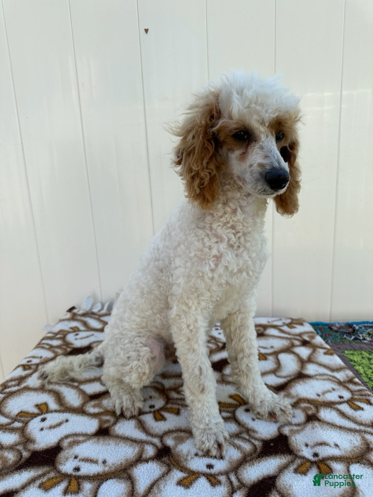 Standard Poodle dogs Loki - Ad 2