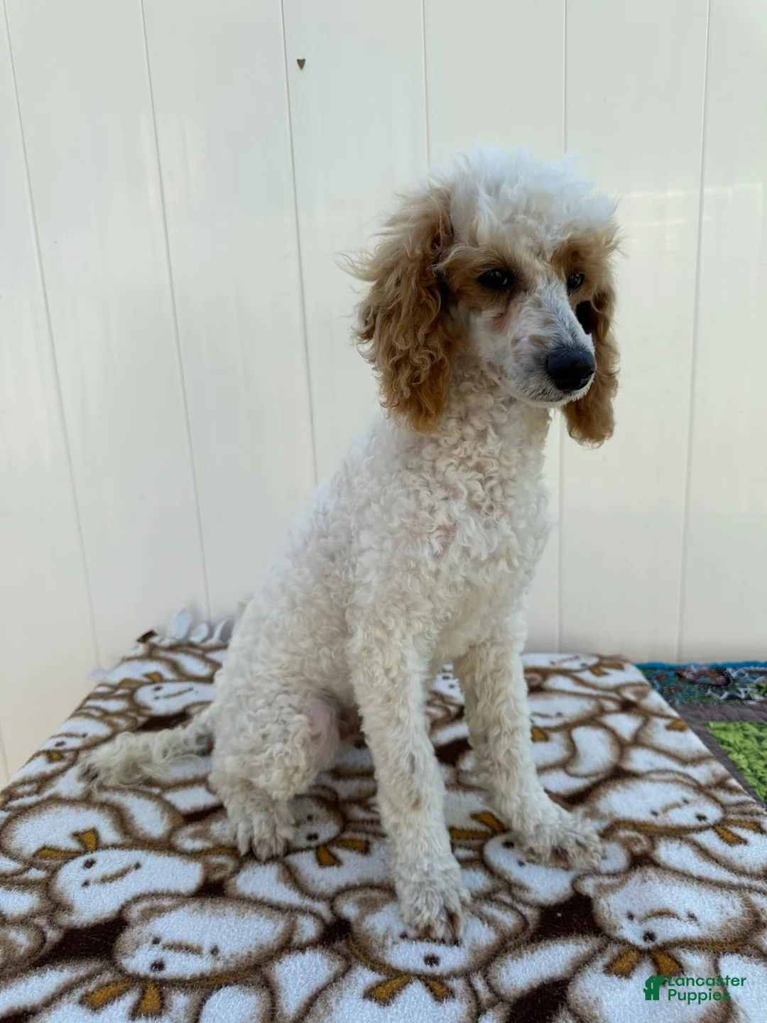 Standard Poodle dogs for sale: Loki - Ad 2