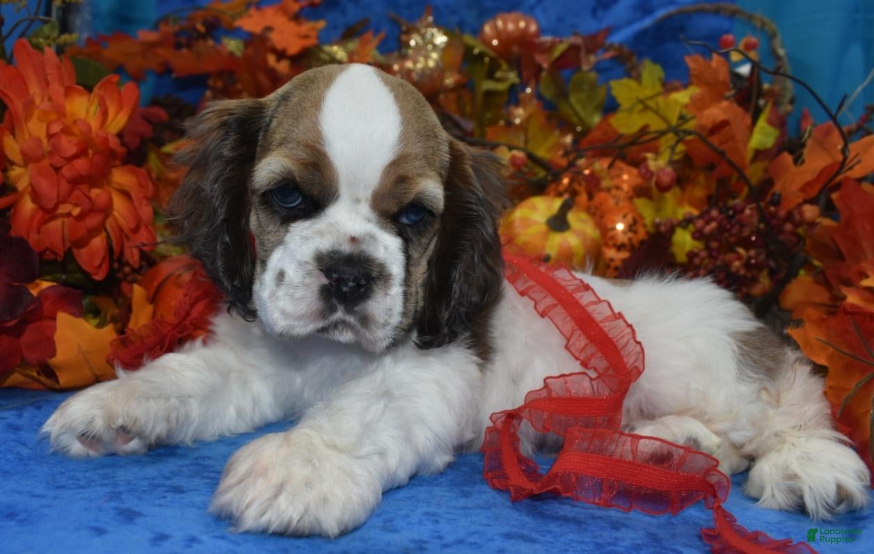 Cocker Spaniel dogs AKC Boone Chocolate Sable Parti Merle Blue Eyes American Cocker Spaniel Puppy - Ad 1