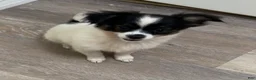 Mixed Breed dogs for sale: Teacup Hypoallergenic Female  - Ad 2